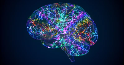 TerryWahls-Protocol-July13-2026-Bioactive-Compounds-and-Brain-Health